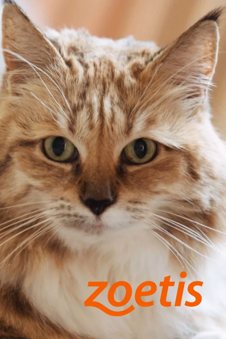 Produktion: Filmreihe „Schmerzfrei“ – Testimonialfilme für Tierhalter:innen