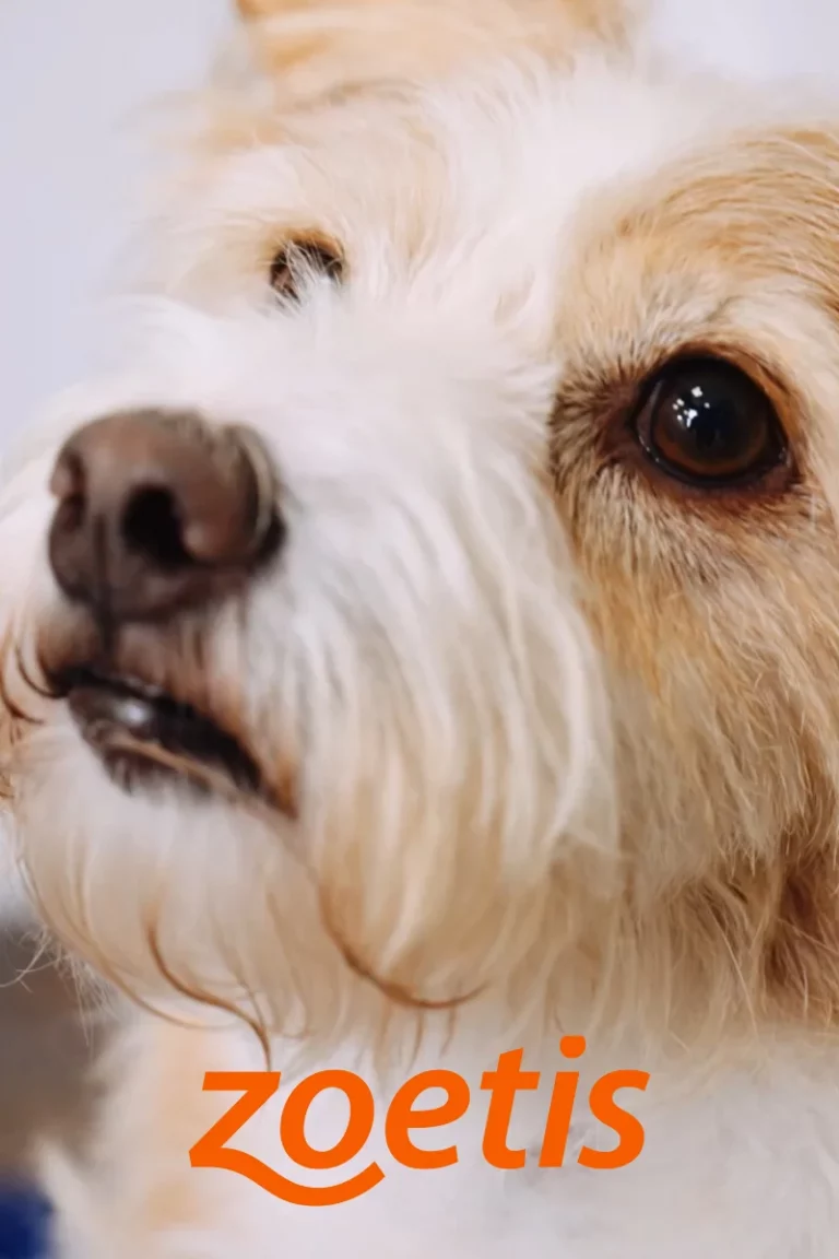 Produktion: Filmreihe „Schmerzfrei“ – Testimonialfilme für Tierhalter:innen